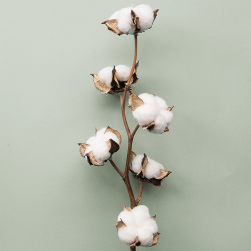 California Design Den