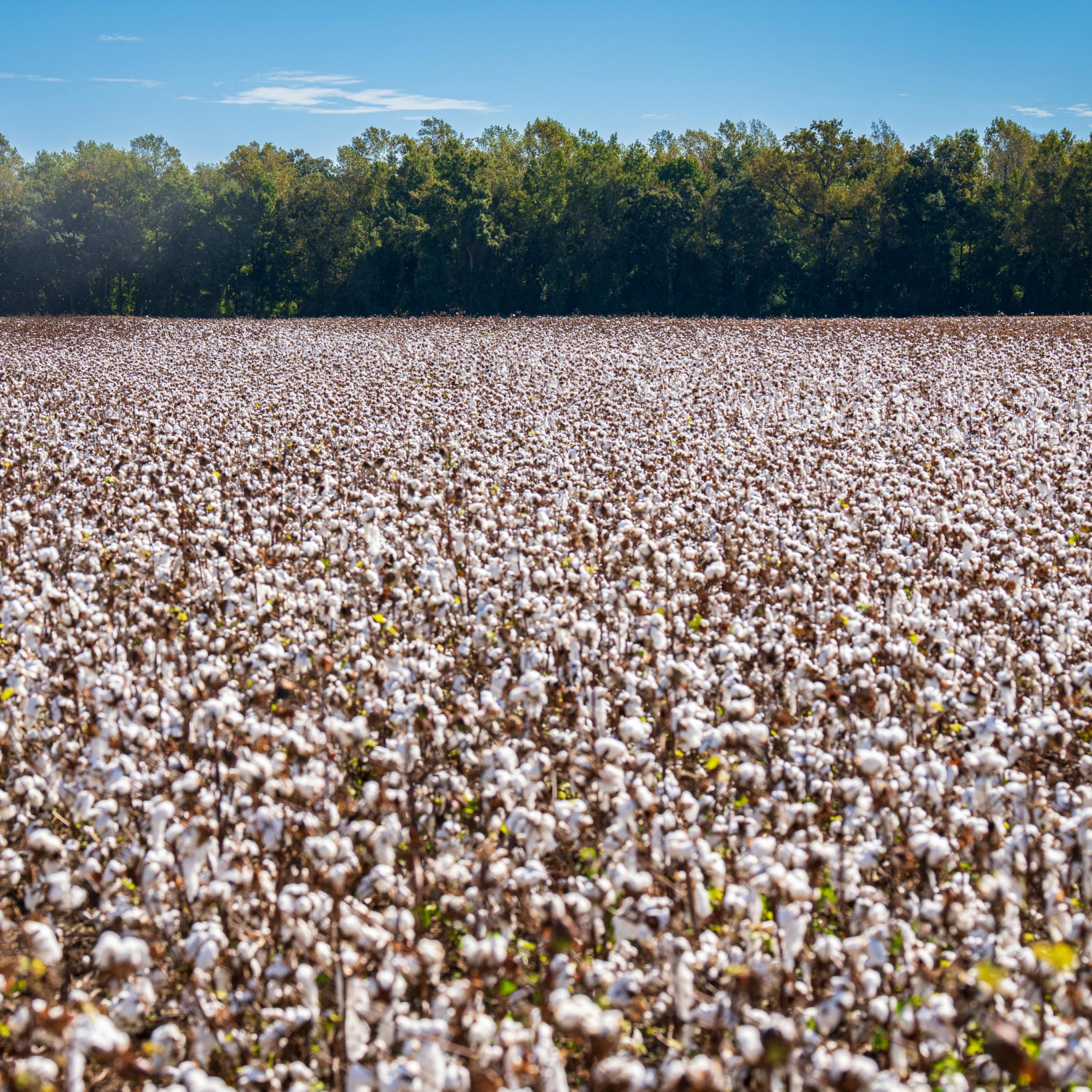 California Design Den