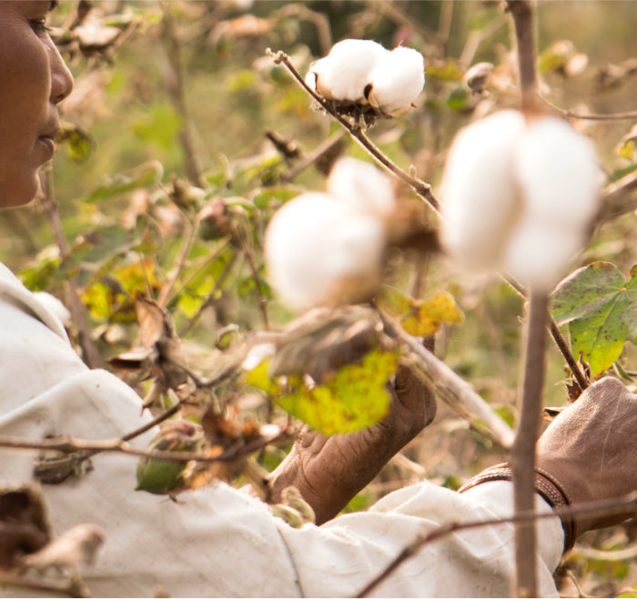 Close-up of a farmer harvesting raw white cotton bolls in a field, emphasizing ethical sourcing.