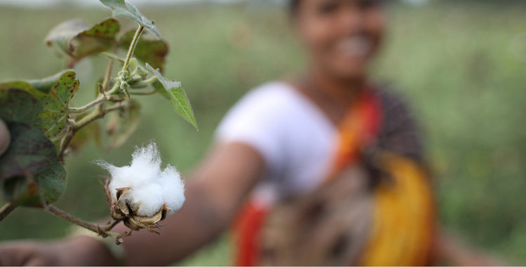 Close-up of a fluffy cotton boll on the stalk with a smiling cotton lady farmer in the background.